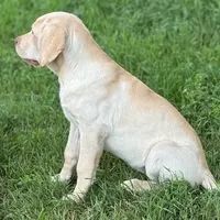 Divinity - Mastador, a female English Mastiff and Mastador for sale in Hinckley, MN – Photo 3 of 8