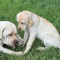 Divinity - Mastador, a female English Mastiff and Mastador for sale in Hinckley, MN – Photo 2 of 8