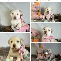 Divinity - Mastador, a female English Mastiff and Mastador for sale in Hinckley, MN – Photo 8 of 8