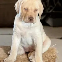 Divinity - Mastador, a female English Mastiff and Mastador for sale in Hinckley, MN – Photo 4 of 8