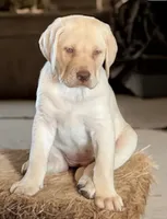 processed/a5e64976-bc97-4b0d-a619-2e30b7c73221/listing/02d67dfc-ee6a-4ca8-8fd2-cfb7c608b749/88aa3990-288a-4dbe-be42-8dbfbb4ba6c3