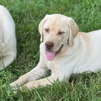Divinity - Mastador, a female English Mastiff and Mastador for sale in Hinckley, MN – Photo 1 of 8