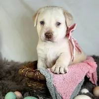 Divinity - Mastador, a female English Mastiff and Mastador for sale in Hinckley, MN – Photo 5 of 8