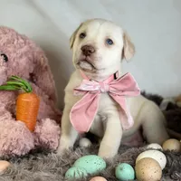 Divinity - Mastador, a female English Mastiff and Mastador for sale in Hinckley, MN – Photo 7 of 8