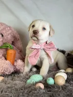 processed/a5e64976-bc97-4b0d-a619-2e30b7c73221/listing/02d67dfc-ee6a-4ca8-8fd2-cfb7c608b749/f47c1684-e4e7-4787-ac60-64fb55daa647