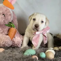 Divinity - Mastador, a female English Mastiff and Mastador for sale in Hinckley, MN – Photo 6 of 8