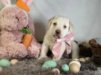 processed/a5e64976-bc97-4b0d-a619-2e30b7c73221/listing/02d67dfc-ee6a-4ca8-8fd2-cfb7c608b749/ffd69445-4dc5-48cc-8c76-190c83fd27b5