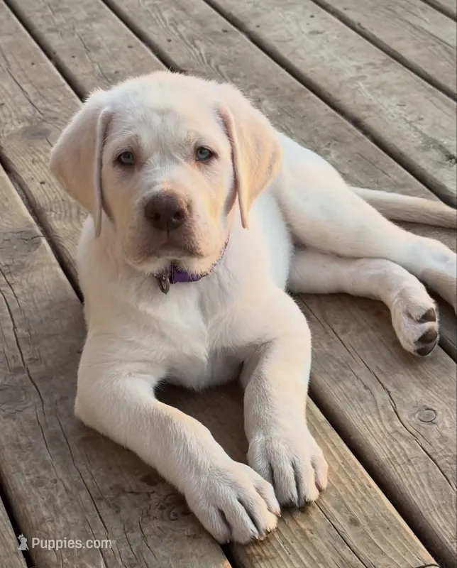 Ambrosia - Mastador – English Mastiff, Mastador puppy for sale in Hinckley, MN