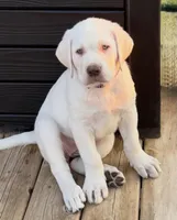 Ambrosia - Mastador, a female English Mastiff and Mastador for sale in Hinckley, MN – 4 of 10