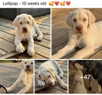 Lollipop - Mastador, a female Labrador Retriever and Mastador for sale in Hinckley, MN – 7 of 10
