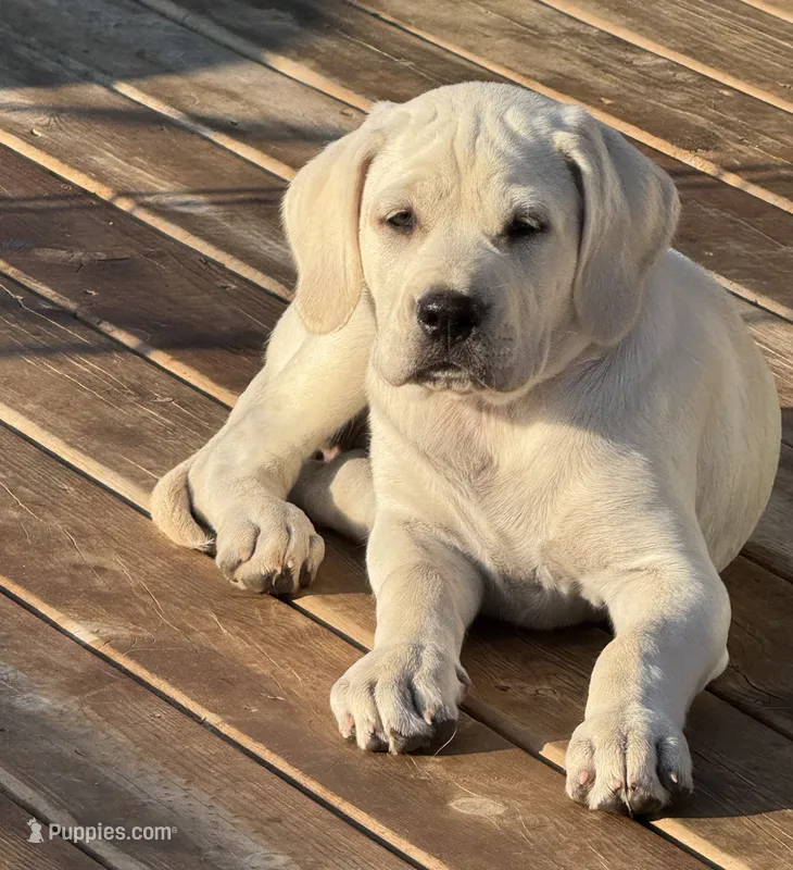 Pearl - Mastador – English Mastiff, Mastador puppy for sale in Hinckley, MN