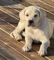 Pearl - Mastador, a female English Mastiff and Mastador for sale in Hinckley, MN – 1 of 10