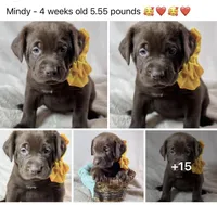 Mindy - Mastador, a female English Mastiff and Mastador for sale in Hinckley, MN – 5 of 7