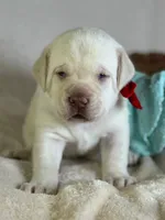 Lollipop - Mastador, a female Labrador Retriever and Mastador for sale in Hinckley, MN – 2 of 2