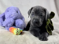 Prima - Mastador, a female English Mastiff and Mastador for sale in Hinckley, MN – 3 of 8