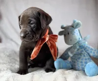 Spud - Mastador, a male English Mastiff and Mastador for sale in Hinckley, MN – 7 of 9