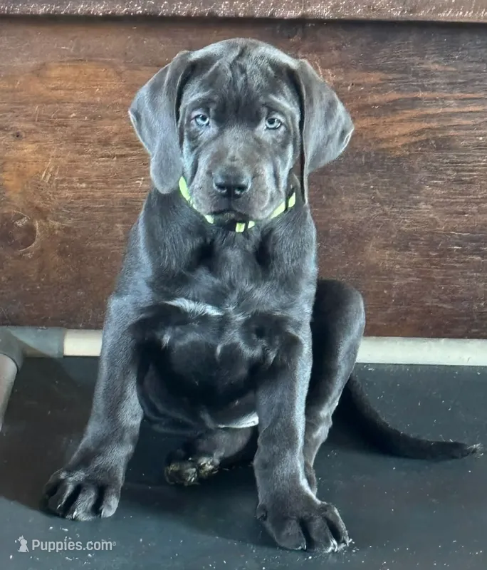 Prima - Mastador – English Mastiff, Mastador puppy for sale in Hinckley, MN