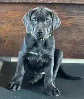 Prima - Mastador, a female English Mastiff and Mastador for sale in Hinckley, MN – 1 of 8