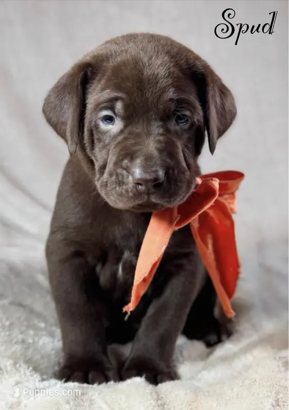 Spud - Mastador – English Mastiff, Mastador puppy for sale in Hinckley, MN