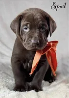 Spud - Mastador, a male English Mastiff and Mastador for sale in Hinckley, MN – 2 of 9
