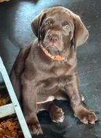 Chips - Mastador, a male English Mastiff and Mastador for sale in Hinckley, MN – 1 of 3