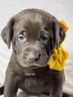 Mindy - Mastador, a female English Mastiff and Mastador for sale in Hinckley, MN – 7 of 7