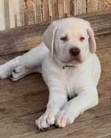 Ambrosia - Mastador, a female English Mastiff and Mastador for sale in Hinckley, MN – 3 of 10