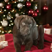 CoCo Puffs - Mastador, a female English Mastiff and Mastador for sale in Hinckley, MN – Photo 8 of 8