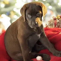 CoCo Puffs - Mastador, a female English Mastiff and Mastador for sale in Hinckley, MN – Photo 5 of 8