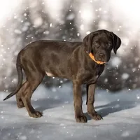 CoCo Puffs - Mastador, a female English Mastiff and Mastador for sale in Hinckley, MN – Photo 3 of 8