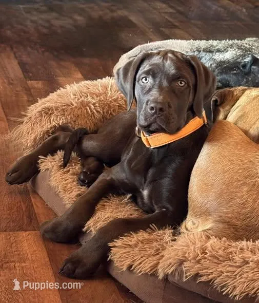 CoCo Puffs - Mastador