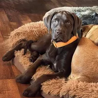 CoCo Puffs - Mastador, a female English Mastiff and Mastador for sale in Hinckley, MN – Photo 1 of 8