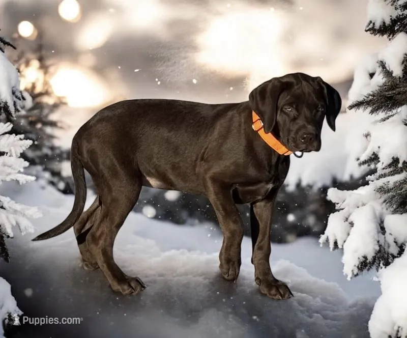 CoCo Puffs - Mastador