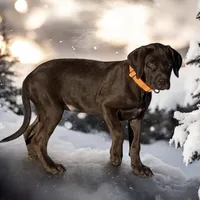 CoCo Puffs - Mastador, a female English Mastiff and Mastador for sale in Hinckley, MN – Photo 2 of 8