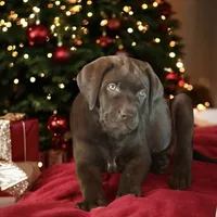 CoCo Puffs - Mastador, a female English Mastiff and Mastador for sale in Hinckley, MN – Photo 6 of 8