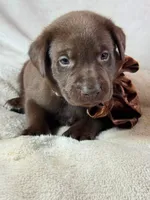 Chips - Mastador, a male English Mastiff and Mastador for sale in Hinckley, MN – 2 of 3