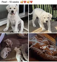 Pearl - Mastador, a female English Mastiff and Mastador for sale in Hinckley, MN – 2 of 10