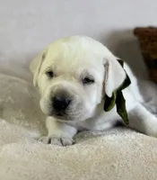 Dots - Mastador, a female Labrador Retriever and Mastador for sale in Hinckley, MN – 2 of 2
