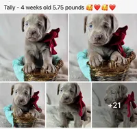 Tally - Mastador, a female English Mastiff and Mastador for sale in Hinckley, MN – 5 of 5