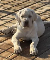 Lollipop - Mastador, a female Labrador Retriever and Mastador for sale in Hinckley, MN – 5 of 10