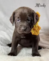 Mindy - Mastador, a female English Mastiff and Mastador for sale in Hinckley, MN – 4 of 7