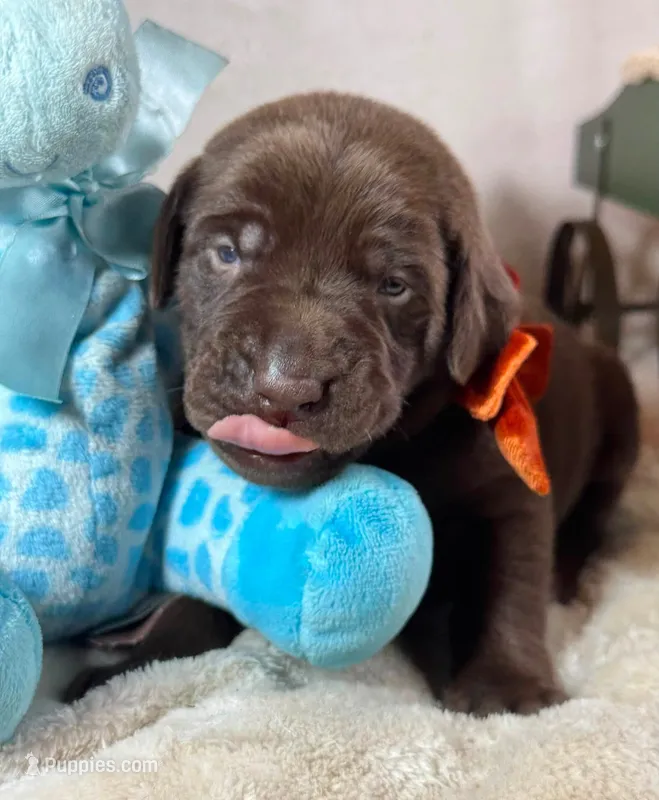 Spud - Mastador – English Mastiff, Mastador puppy for sale in Hinckley, MN