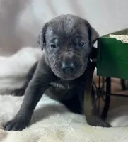 Prima - Mastador, a female English Mastiff and Mastador for sale in Hinckley, MN – 3 of 3
