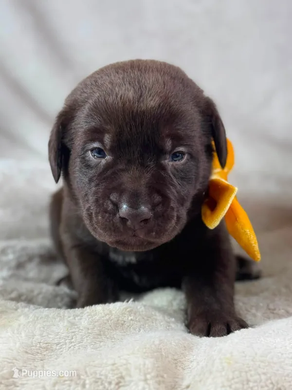 Mindy - Mastador – English Mastiff, Mastador puppy for sale in Hinckley, MN