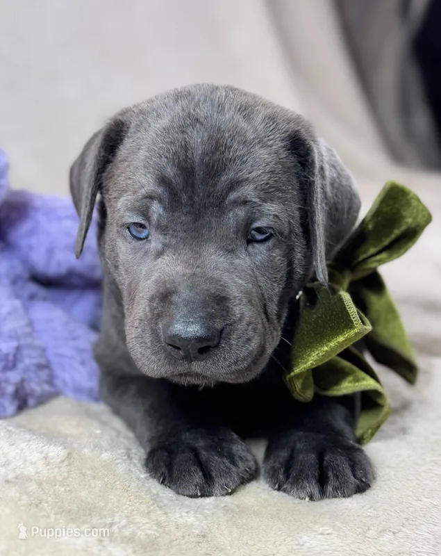 Prima - Mastador – English Mastiff, Mastador puppy for sale in Hinckley, MN