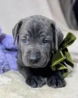 Prima - Mastador, a female English Mastiff and Mastador for sale in Hinckley, MN – 2 of 8