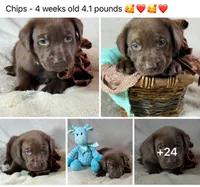 Chips - Mastador, a male English Mastiff and Mastador for sale in Hinckley, MN – 3 of 3