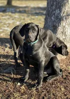 Muddy - Mastador, a male Mastiff and Labrador Retriever for sale in Hinckley, MN – Photo 4 of 4