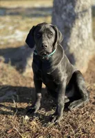 Muddy - Mastador, a male Mastiff and Labrador Retriever for sale in Hinckley, MN – Photo 2 of 4
