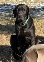 Muddy - Mastador, a male Mastiff and Labrador Retriever for sale in Hinckley, MN – Photo 1 of 4